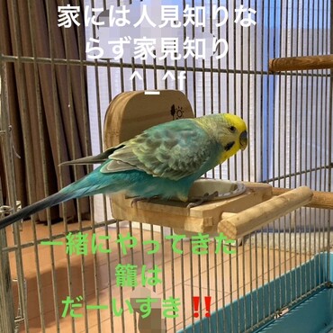 里親のおうちにて床餌と併用し止まり木餌もつけてみました