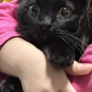 黒猫オス