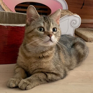 ちょっぴりツンデレ、でも可愛いアメショーのマロン