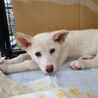子犬ちゃんの家族を探しています サムネイル2