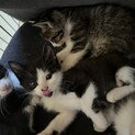 生後2か月の子猫保護