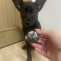 元気な2ヶ月半✴︎家族を探してます。