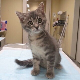 人が大好き★ラリー★グレー×縞模様