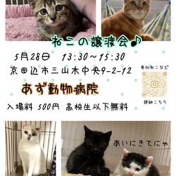 ねこの譲渡会