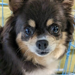 チワワ女の子５歳位繁殖引退犬ユリア