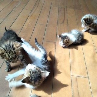 きじ女の子、白きじ女の子、白きじ男の子兄弟1か月