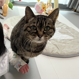 とても人懐っこいトラちゃん