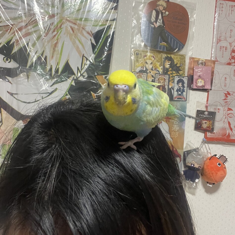 ハニーのカバー写真