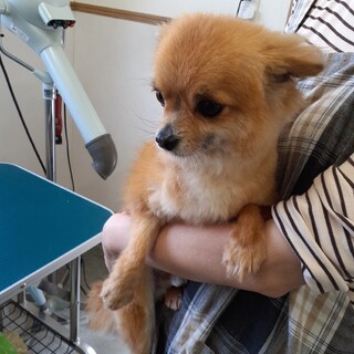 チワワの男の子　エドウィン君