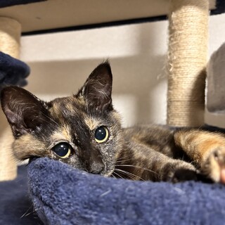 サビ柄女の子、6ヶ月です。