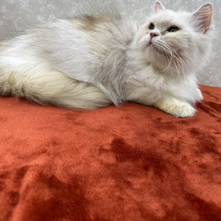 姉妹で参加！慣れてるペルシャ初心者向き❤ファイン