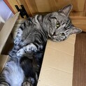 短足マンチカン　男の子　name→アビー