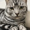 短足マンチカン　男の子　name→アビー サムネイル2