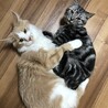 短足マンチカン　男の子　name→アビー サムネイル4