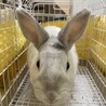 保護うさぎ　滋賀っこ二世　みゆくん サムネイル2
