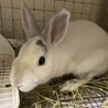保護うさぎ　滋賀っこ二世　みゆくん サムネイル3