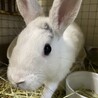 保護うさぎ　滋賀っこ二世　みゆくん サムネイル4