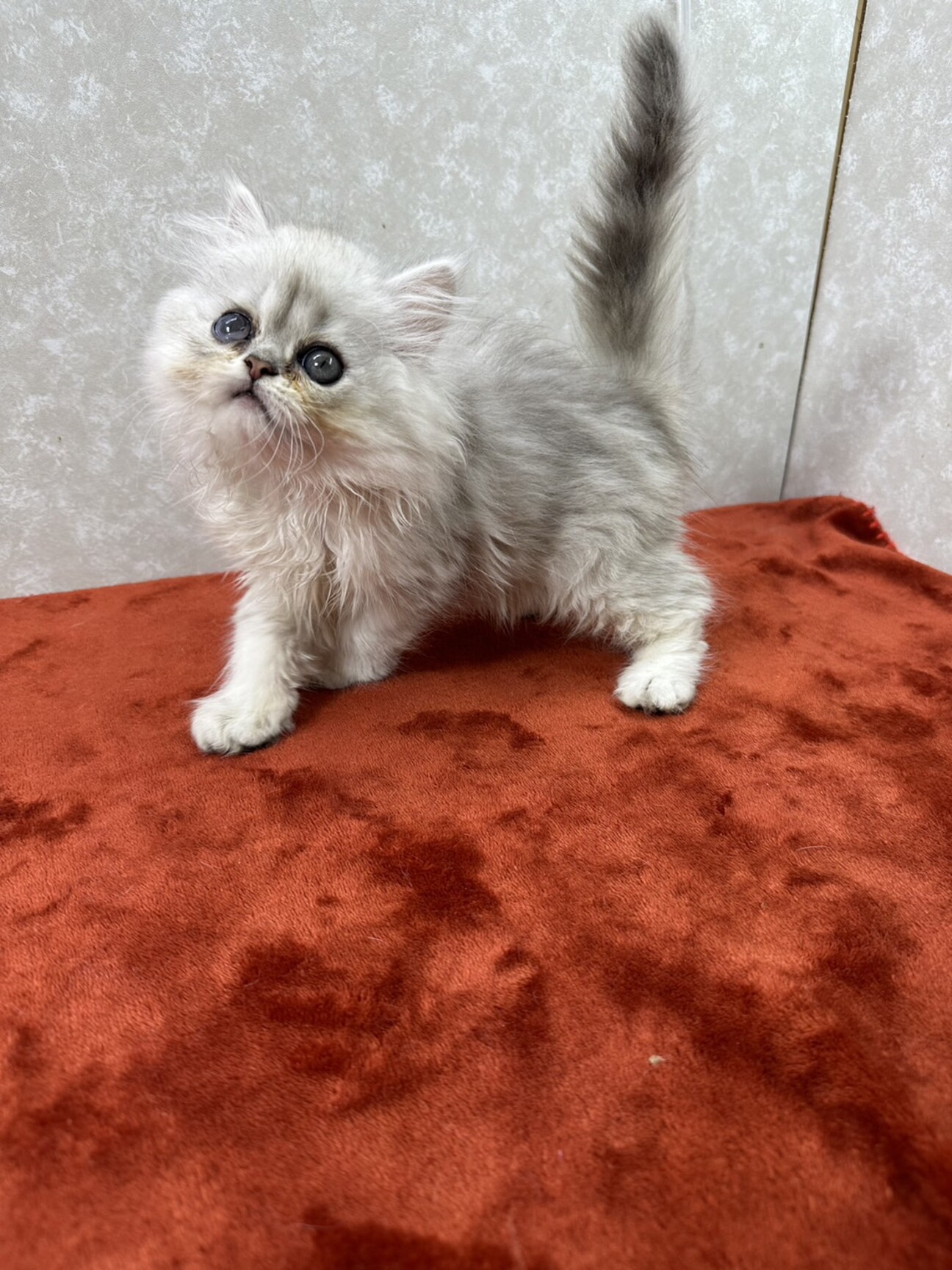 ペルシャ2か月！飼育崩壊」東京都 - 猫の里親募集(455934