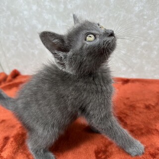 グレー3月生まれ❗️よく遊びよく寝る甘猫❤️ムサシ