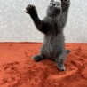 グレー3月生まれ❗️よく遊びよく寝る甘猫❤️ムサシ サムネイル2