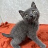 グレー3月生まれ❗️よく遊びよく寝る甘猫❤️ムサシ サムネイル3