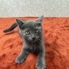 グレー3月生まれ❗️よく遊びよく寝る甘猫❤️ムサシ サムネイル4