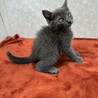 グレー3月生まれ❗️よく遊びよく寝る甘猫❤️ムサシ サムネイル5