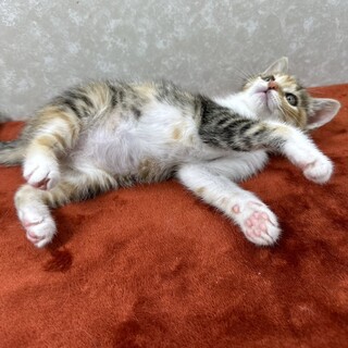 三毛3月生まれ！おっとりして少しおとぼけ美猫❤️楓