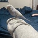 セキセイインコ_手乗り崩れ_ライラック
