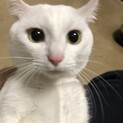 1歳　白猫の男の子