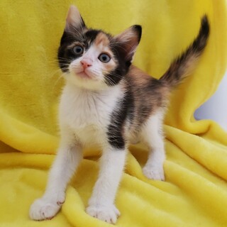 甘えん坊で遊んで欲しがり女子♥みき