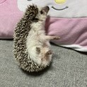 ハリネズミの男の子