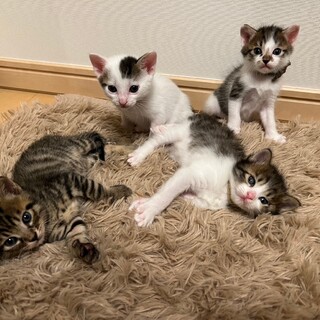 ♦︎可愛い山菜ネームの4兄弟♦︎