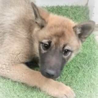 5-3-041◆可愛い子犬◆家族に迎えませんか？