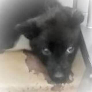 5-3-042◆可愛い子犬◆家族に迎えませんか？