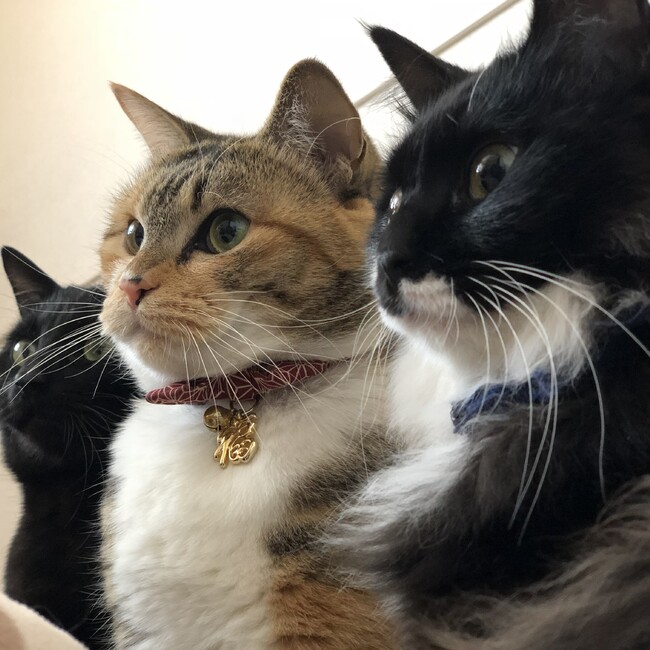 Hachi..のカバー写真