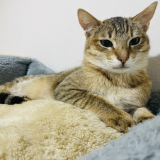 【5/28月島】猫好き☆人馴れ予備軍男子