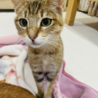【5/28月島】猫好き☆人馴れ予備軍男子 サムネイル3