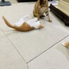 【5/28月島】猫好き☆人馴れ予備軍男子 サムネイル5