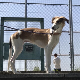 里親募集！ボルゾイのホワイト&レッドです♪