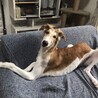 里親募集！ボルゾイのホワイト&レッドです♪ サムネイル2