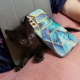 ヤンチャな黒虎猫の男の子です