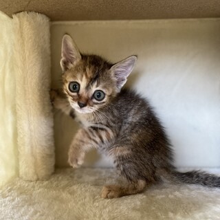 【サロンシャンプー済】キジトラちゃん