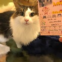 ノルウェージャンフォレスト、甘えん坊5歳男の子