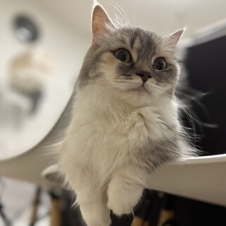 ★短足マンチカンの女の子★血統書あります★