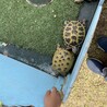 なつを