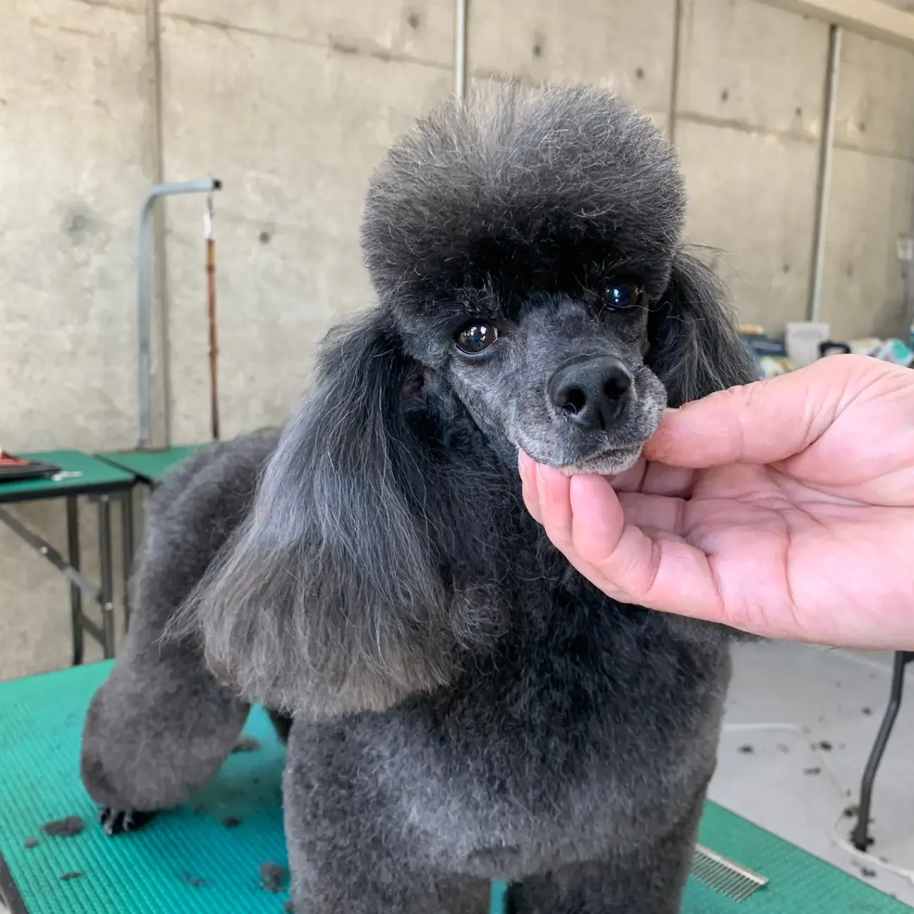 緊急 トイプードル ブラ」静岡県 - 犬の里親募集(455970) :: ペット