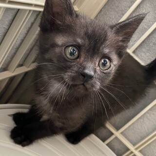 6/4荒川区譲渡会　こげちゃん 