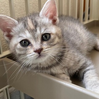 6/4荒川譲渡会　シャンディちゃん 