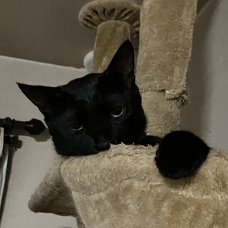 甘えん坊で抱っこが大好きクロちゃん